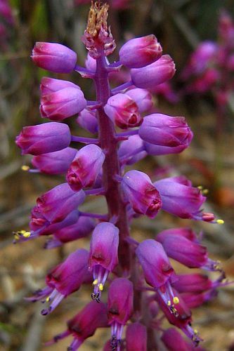 Lachenalia unicolor hyacinth seeds