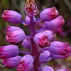 Lachenalia unicolor  cемян