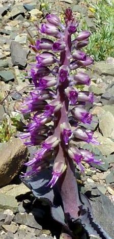 Lachenalia violacea Hyacinth seeds