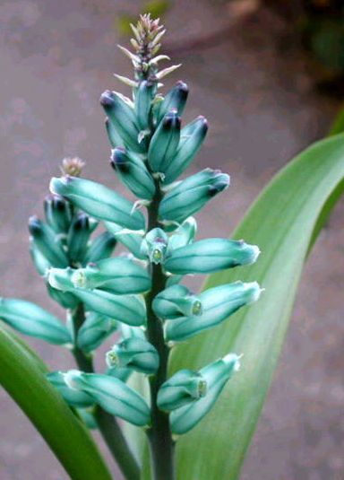 Lachenalia viridiflora Turquoise Hyacinth seeds