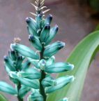 Lachenalia viridiflora t?rkisfarbene Hyazinthe Samen