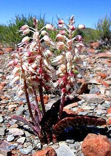 Lachenalia zebrina hyacinth seeds