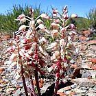 Lachenalia zebrina piante bulbosus semi