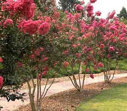 Lagerstroemia indica Crape Myrtle seeds