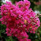 Lagerstroemia indica Lilas des Indes graines