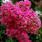 Lagerstroemia indica Kreppmyrte Samen