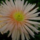 Lampranthus argenteus Aizoaceae Samen