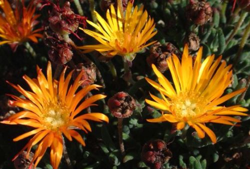 Lampranthus bicolor Aizoaceae seeds