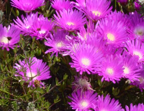 Lampranthus elegans Aizoaceae seeds