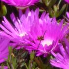 Lampranthus elegans Aizoaceae graines