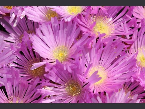 Lampranthus falciformis Sickle-leaved Dewplant seeds