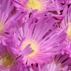 Lampranthus falciformis  semillas