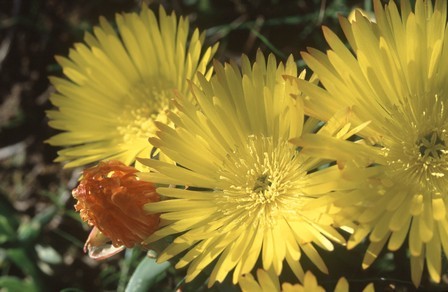 Lampranthus glaucus Noon Flower - Ice Plant seeds