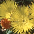 Lampranthus glaucus Mittagsblume - Eispflanze Samen