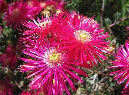 Lampranthus maximiliana succulent seeds