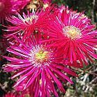 Lampranthus maximiliana planta suculenta semillas