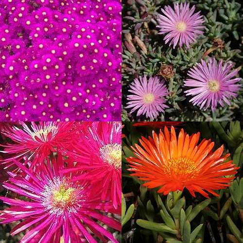 Lampranthus mixed Aizoaceae seeds