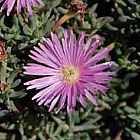 Lampranthus roseus planta suculenta semillas