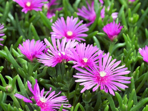 Lampranthus spectabilis mini ice plant seeds