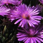 Lampranthus stipulaceus Eispflanze Samen