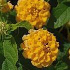 Lantana camara Lantana graines