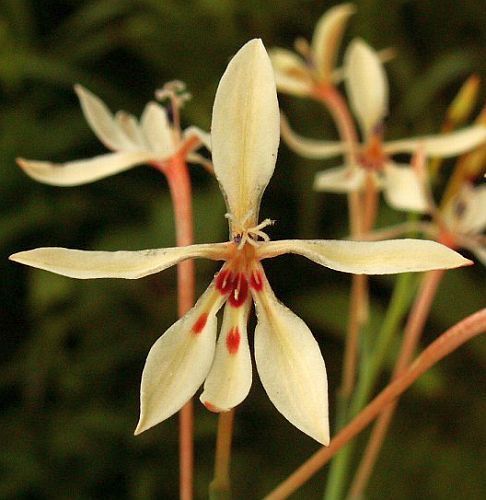 Lapeirousia anceps Sandveld cabong seeds