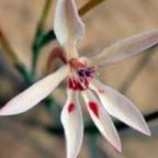 Lapeirousia anceps piante bulbosus semi
