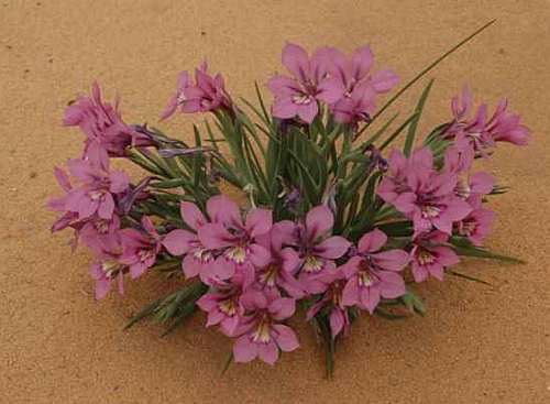 Lapeirousia barklyi Lapeirousia seeds