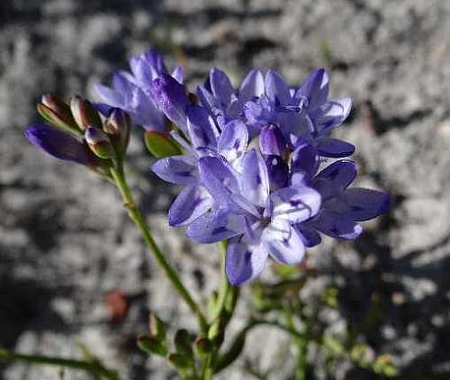 Lapeirousia corymbosa blue cabong seeds