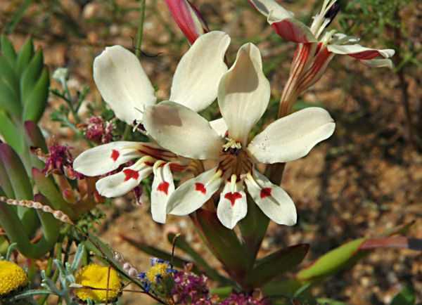 Lapeirousia fabricii bulbous plant seeds