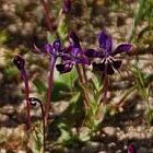 Lapeirousia jacquinii plantes bulbeuses graines