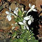 Lapeirousia pyramidalis piante bulbosus semi