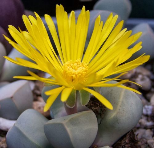 Lapidarea margaretae Karoo rose seeds