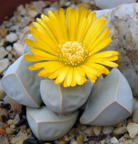 Lapidaria margaretae Karoo Rose seeds