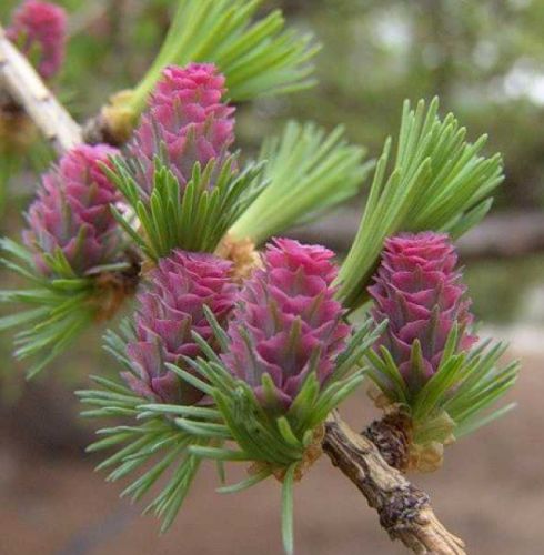 Larix gmelinii Dahurian Larch seeds