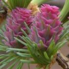 15 Seeds Mexican Grass Tree Dasylirion longisissimum