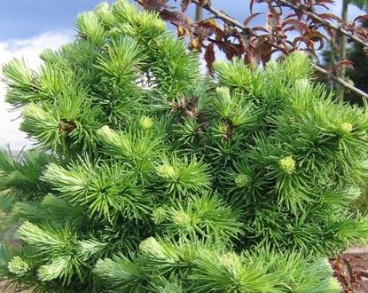 Larix kaempferi Japanese Larch seeds