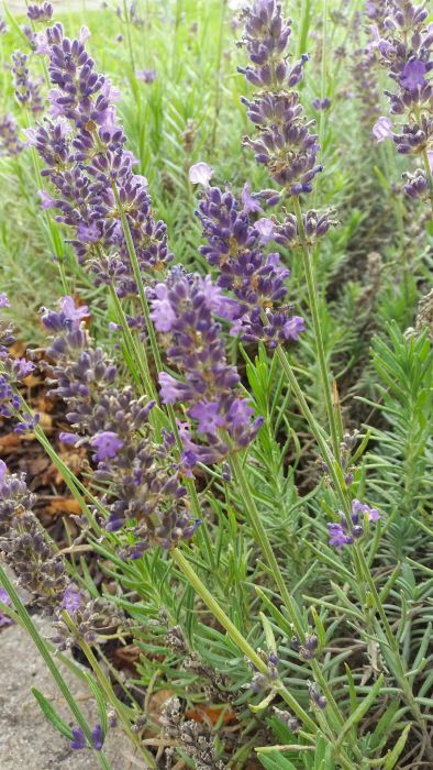 Lavandula angustifolia English Lavender seeds