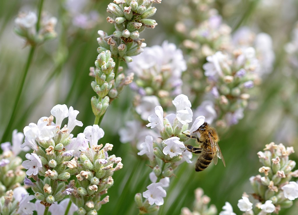 Lavandula angustifolia Alba English Lavender seeds