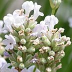 Lavandula angustifolia Alba Englischer Lavendel Alba - Gr?ner Zahn-Lavendel Samen