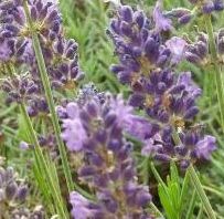 Lavandula angustifolia Englischer Lavendel - Gr?ner Zahn-Lavendel Samen