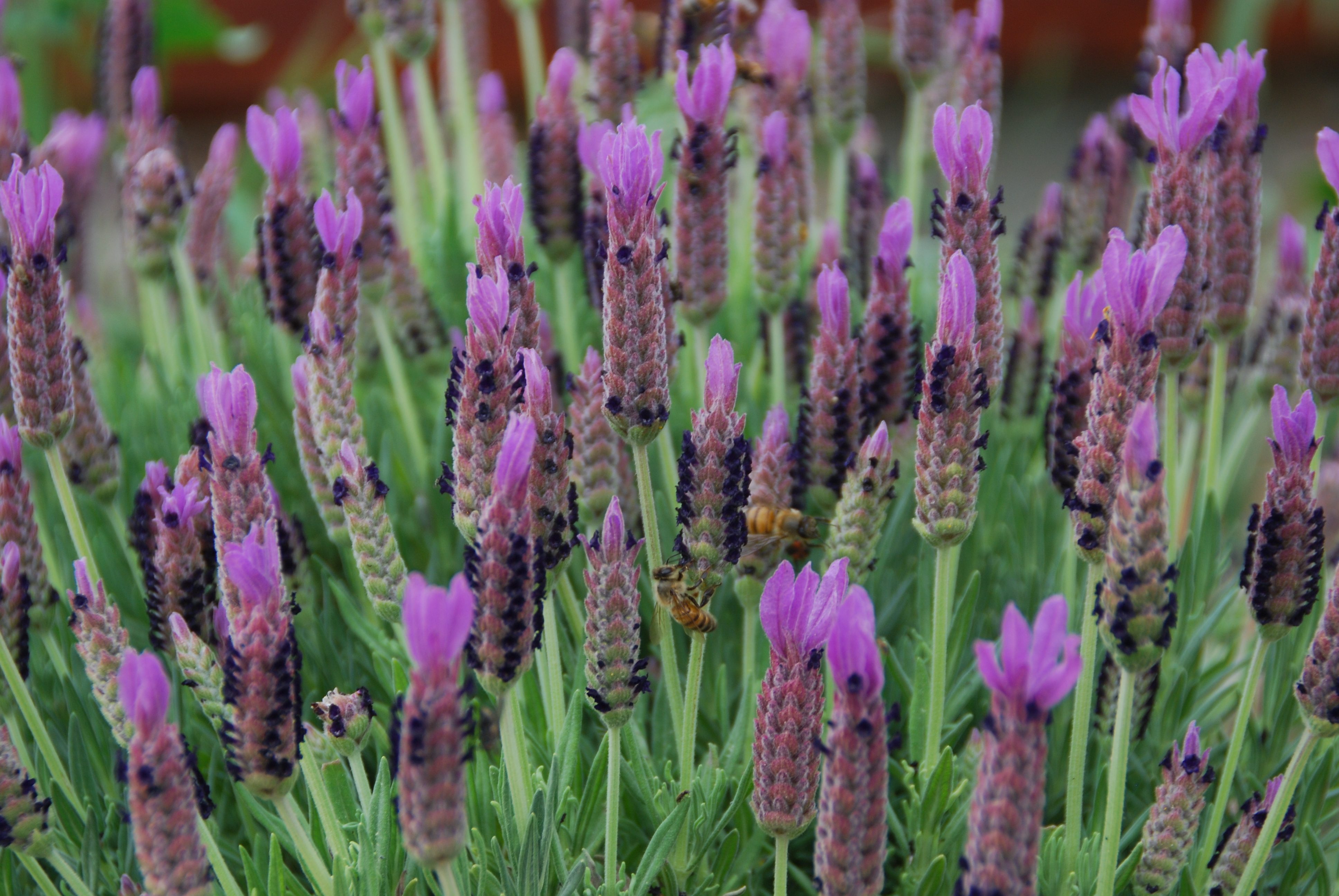 Lavandula dentata French Lavender seeds