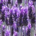 Lavandula dentata Franz?sischer Lavendel - Gr?ner Zahn-Lavendel Samen