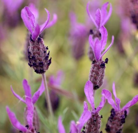 Lavandula pedunculata subsp. atlantica Moroccan Lavender seeds