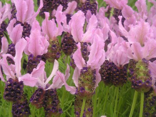 Lavandula stoechas The true french lavender seeds