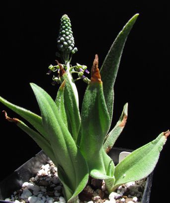 Ledebouria hypoxidioides Bluebell seeds