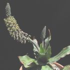 Ledebouria revoluta syn: Scilla maculata Samen