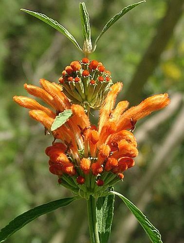 Leonotis intermedia Klip Dagga seeds