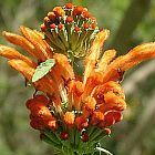 Leonotis intermedia Oreja de le?n semillas