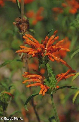 Leonotis leonurus Lion Ear, Lion Tail, wild dagga seeds